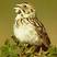 Baird's Sparrow